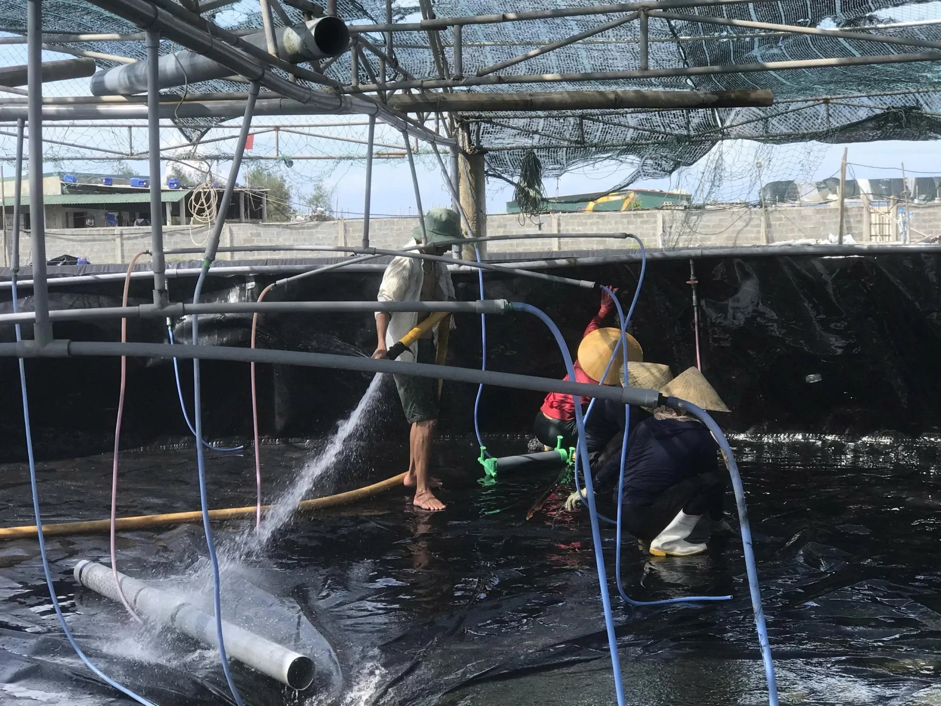 quy trình sử dụng vi sinh vật có lợi trong nuôi tôm thẻ chân trắng theo công nghệ cao